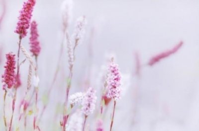 ​描写春天桃花的作文