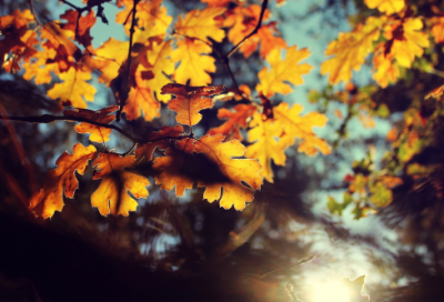 ​可爱的群名400个