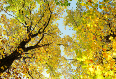 ​文绉绉的名字400个