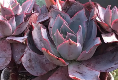 ​台词（大话西游中铁扇公主的经典台词）