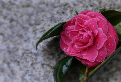 ​经典关于勇敢面对苦难的励志格言警句(精选80句)