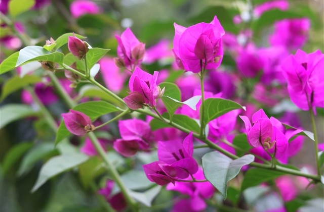 深奥的情话短句