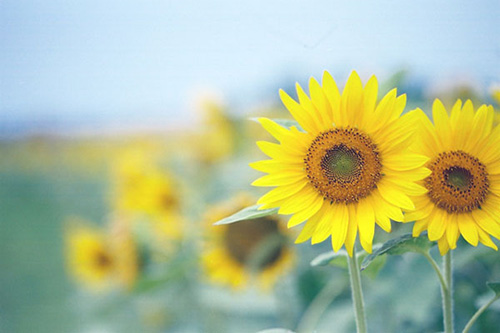 夸女朋友是女神的句子(22句)