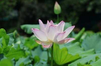 ​cf两个字的名字女生(共1045个)