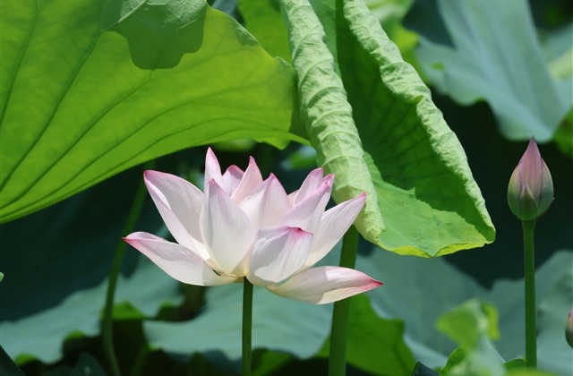 最经典最霸气的网名女生网名(优选790个)