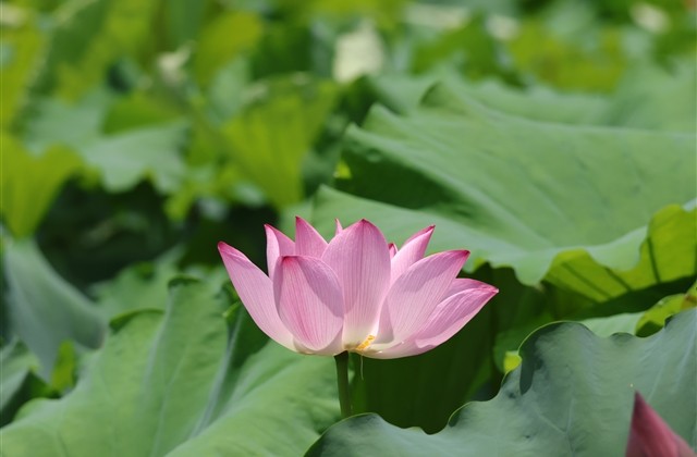 超拽的女生游戏名字两个字(精选204个)