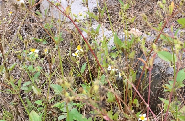 简单好听女生贴吧名字(精选152个)