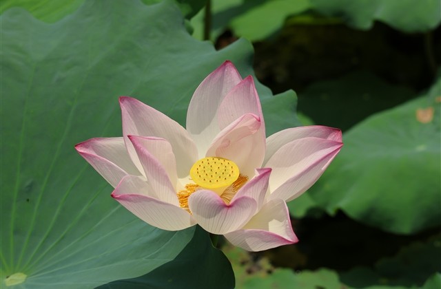 论坛重口味网名(136个) 论坛重口味网名(136个)