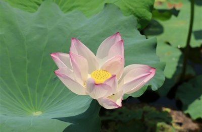 ​唯美森系女生网名(优选677个)