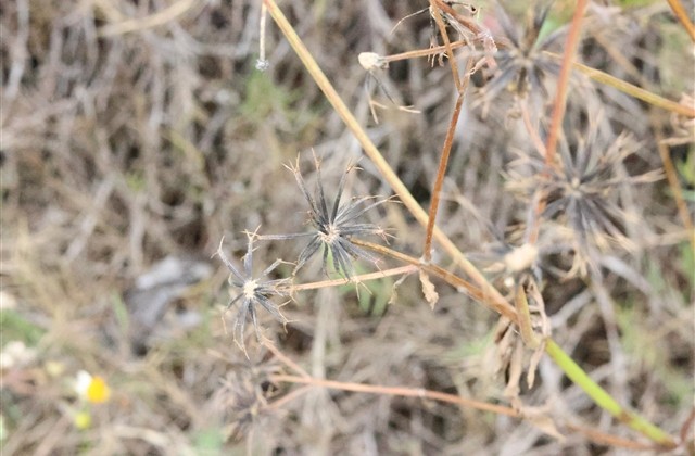 9字网名女生网名(共265个) 9字网名女生网名(共265个)