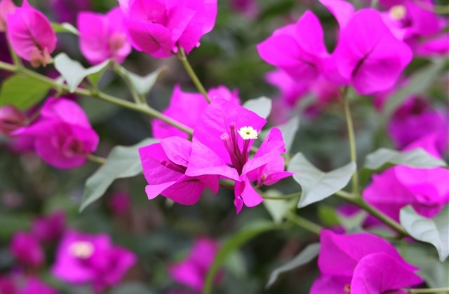 古典有诗意的微信名字 古典有诗意的微信名字