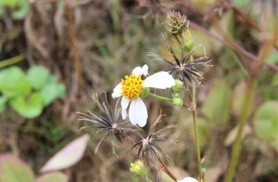 ​古典有诗意的微信名字