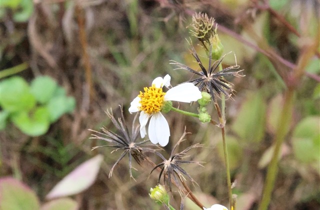 古典有诗意的微信名字 古典有诗意的微信名字