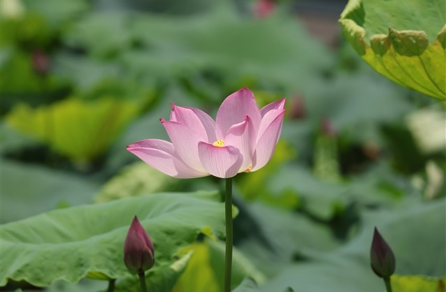 成熟的女性网名(223个) 成熟的女性网名(223个)