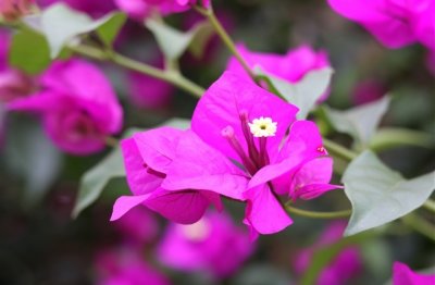 ​成熟的女性网名(223个)