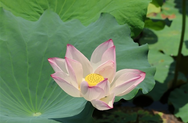 好听超长的古风网名(142个) 好听超长的古风网名(142个)