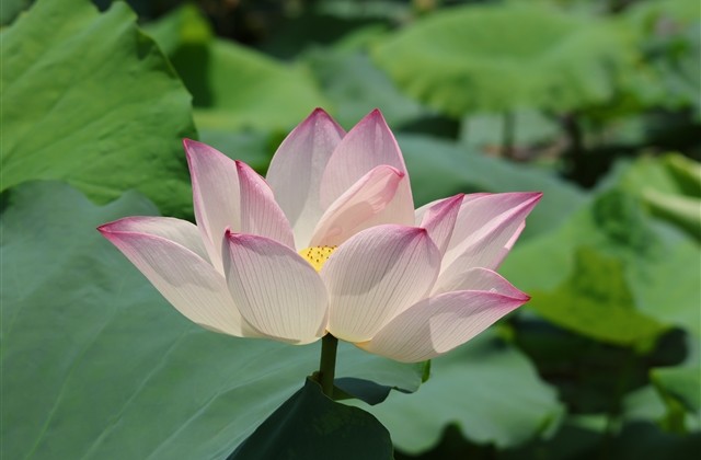 很贱又欠揍的网名(优选143个)