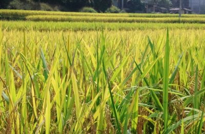 ​女生失恋网名伤感独一无二