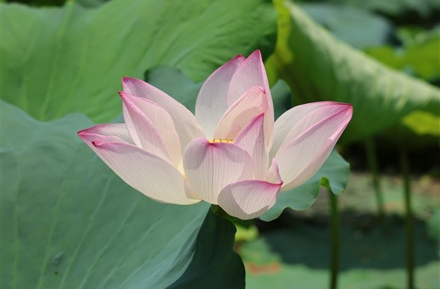 独一无二英文名字带翻译(精选66个)