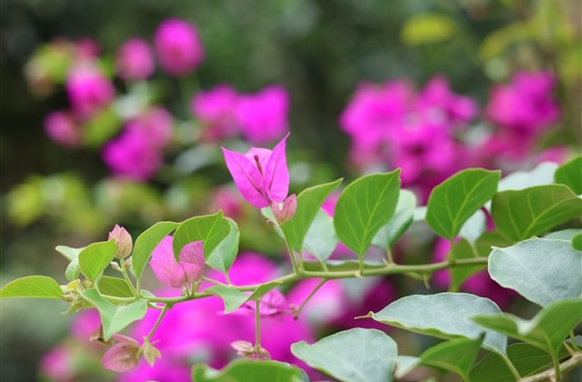 带有森林气息的名字(79个)