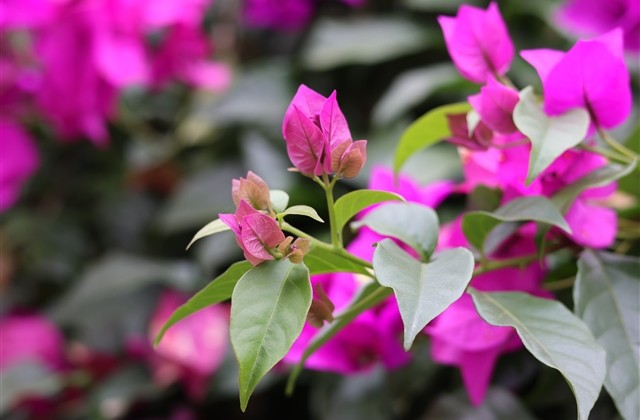 好听的英文昵称女生唯美