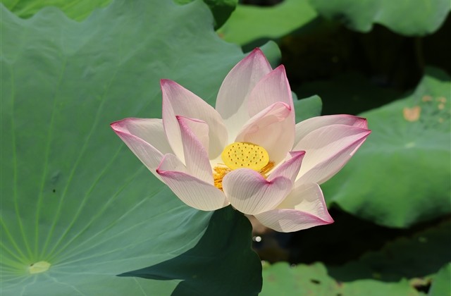 开心愉悦的网名大全 开心幸福的网名精选(53个)