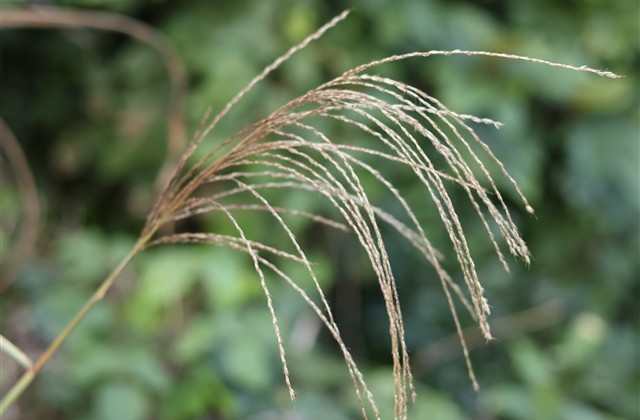 江湖风的游戏id(共106个)