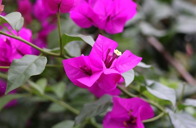 qq家族名字大全唯美 低调有诗意的家族名字(精选66个)