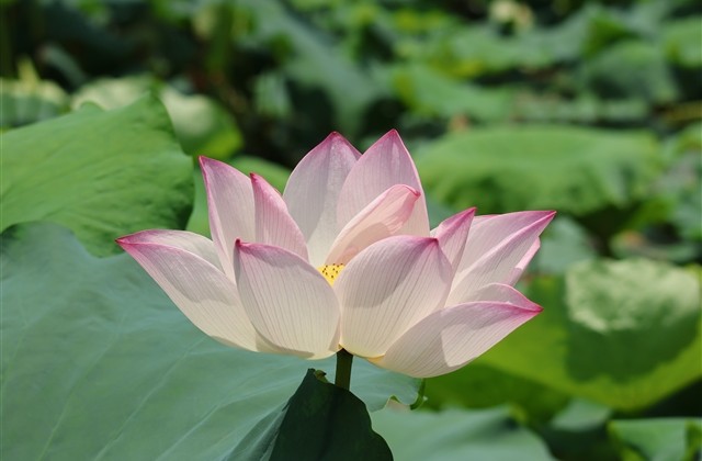 有内涵的字网名(优选60个) 有内涵的字网名(优选60个)