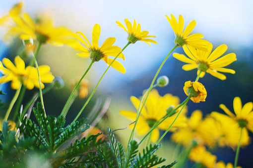 马驹子拉车歇后语32句