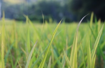 ​可复制的漂亮花藤网名(精选124个)