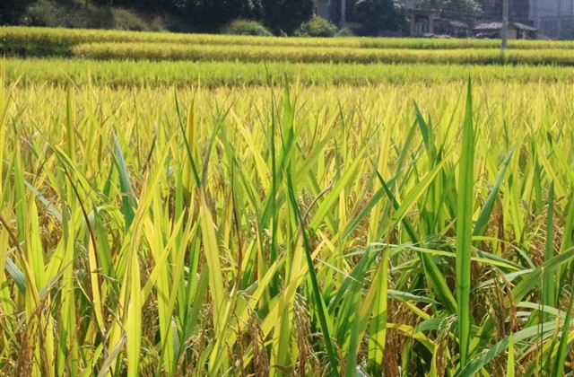 五个字好听的游戏名