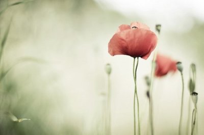 ​蚕宝宝牵蜘蛛的歇后语29句