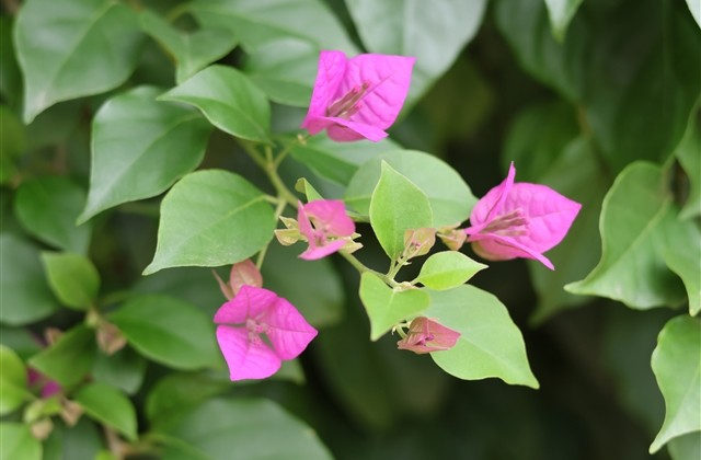 乐队名字起什么好听