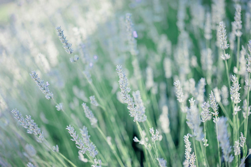 歇后语麦苗当韭菜29句