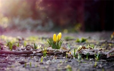 ​描写百合花的优美句子