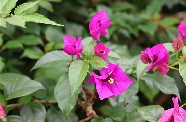 早安让人看了舒服的句子