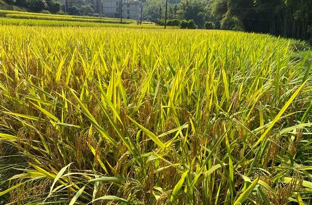 早安让人看了舒服的句子