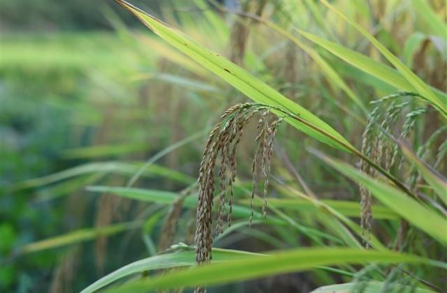 越来越想一个人独处的说说 越来越想一个人独处的说说