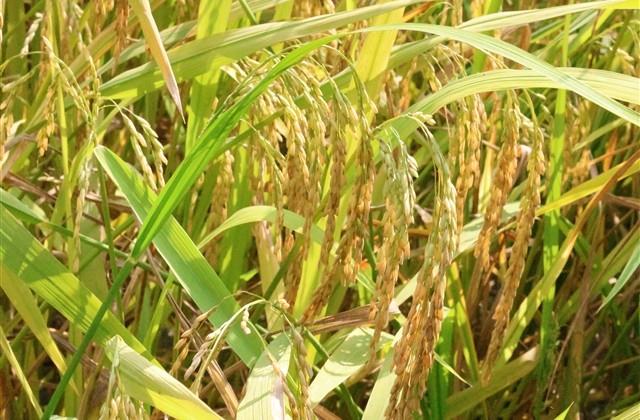 很有贵气福气的微信名大全(优选127个) 很有贵气福气的微信名大全(优选127个)