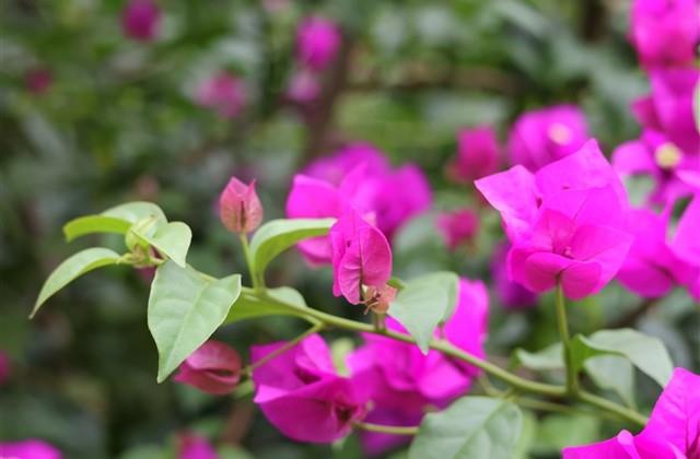 文艺复古四字网名(精选267个) 文艺复古四字网名(精选267个)