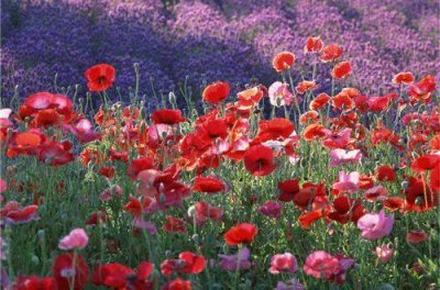 ​春天花开的唯美句子 描写春天的优美短句汇总77句