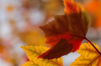 ​网络好听的名字(精选600个)