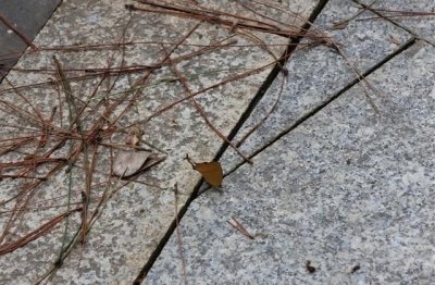 ​孩子小名洋气点怎么取名(106个)