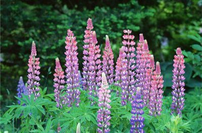 ​简洁的古风优美句子摘录