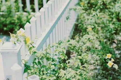 常用的优美句子摘抄