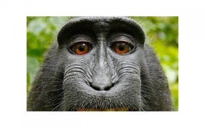 ​幽默的句子经典语句(幽默笑死人的短句)