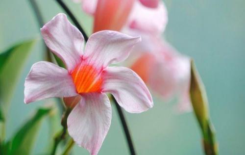 2025年通用表白的句子汇编58条