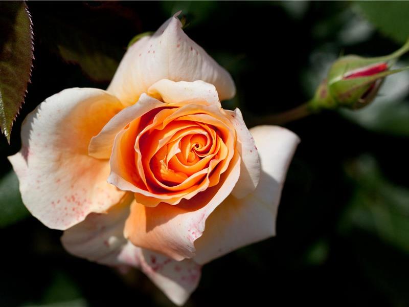 咖啡简短寄语(35句)