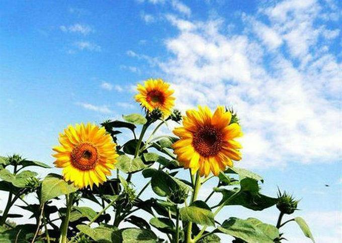 充满阳光的句子1